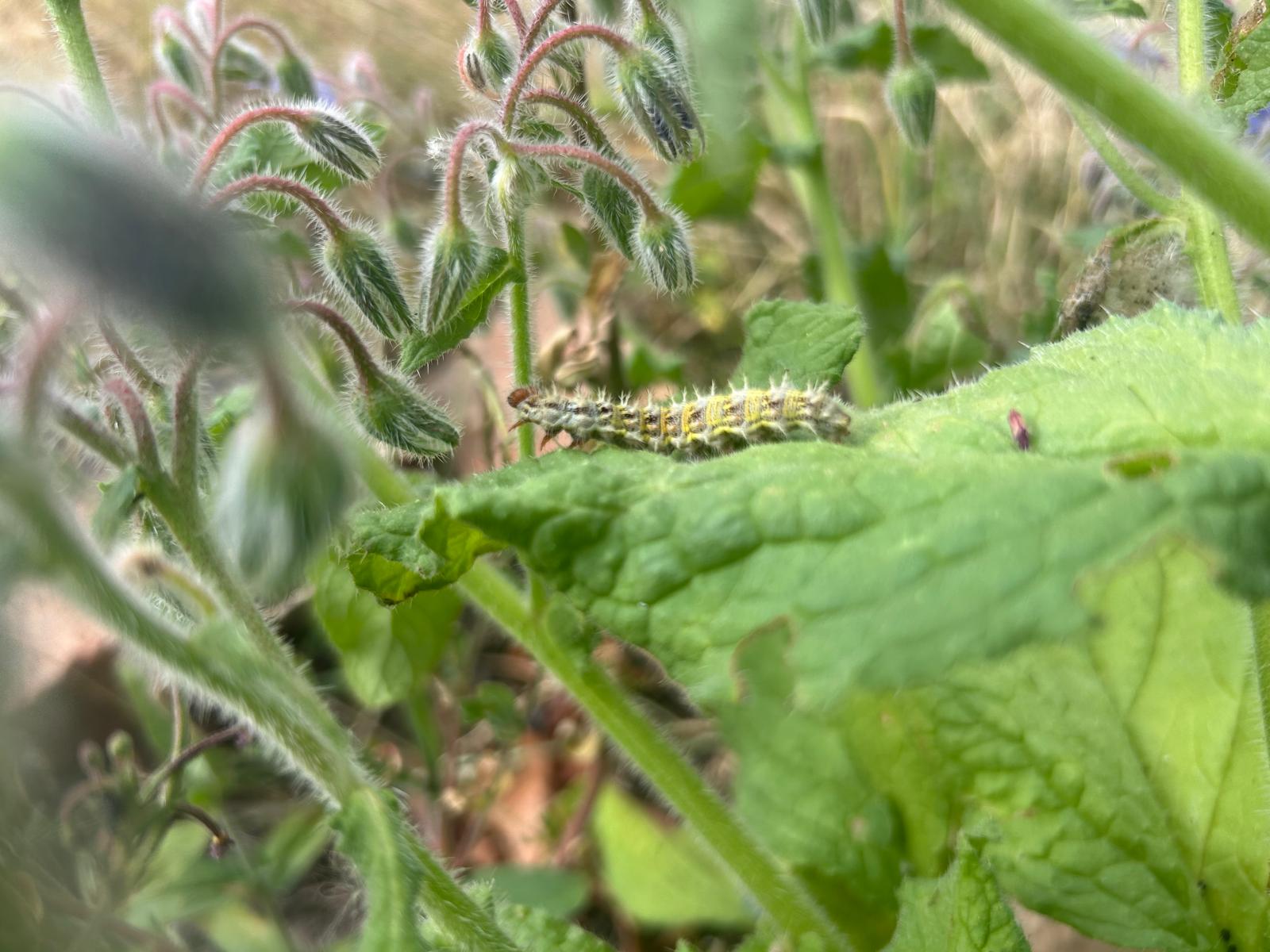 Borage feeding the next generation of butterflies and moths